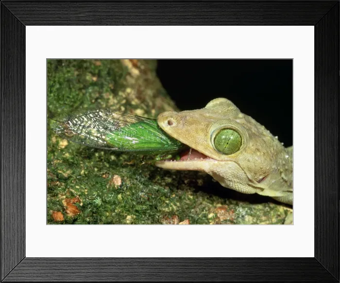 Framed Print : Giant Forest Gecko - eating Green Cicada - Rainforest - Dabah - Borneo Framed Print : Giant Forest Gecko - eating Green Cicada - Rainforest - Dabah - Borneo