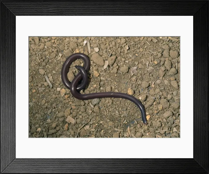 Framed Print : Common / Brahminy Blind Snake Framed Print : Common / Brahminy Blind Snake