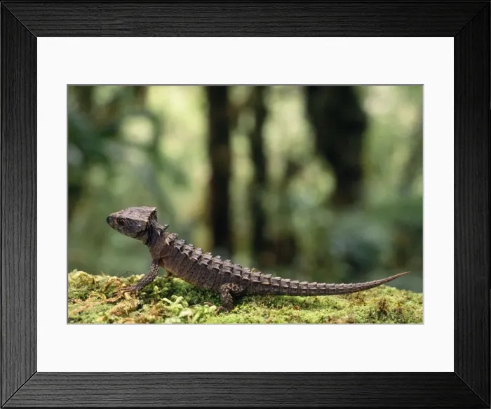Framed Print : Crocodile Skink Papua New Guinea Framed Print : Crocodile Skink Papua New Guinea