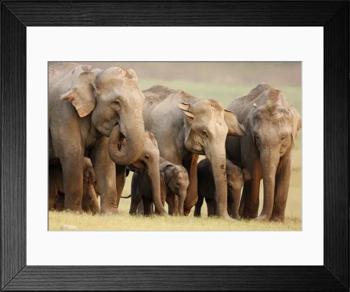 Framed Print : Indian / Asian Elephant family, Corbett National Park, India Framed Print : Indian / Asian Elephant family, Corbett National Park, India