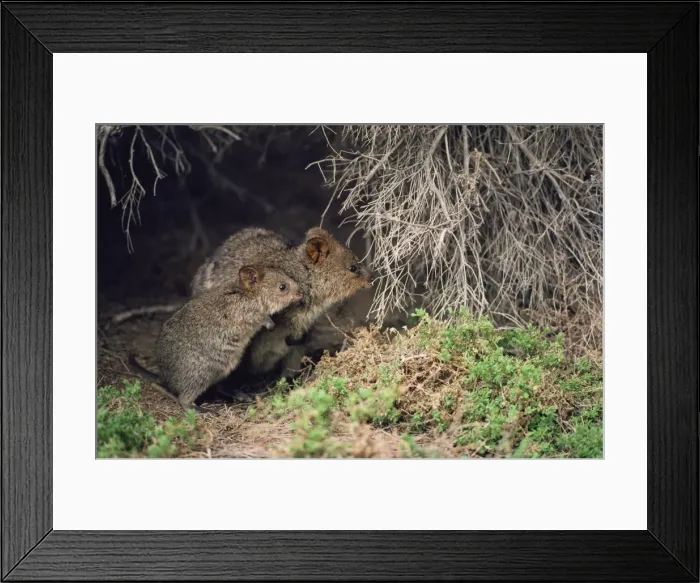 Framed Print : Quokka - adult and juvenile Framed Print : Quokka - adult and juvenile