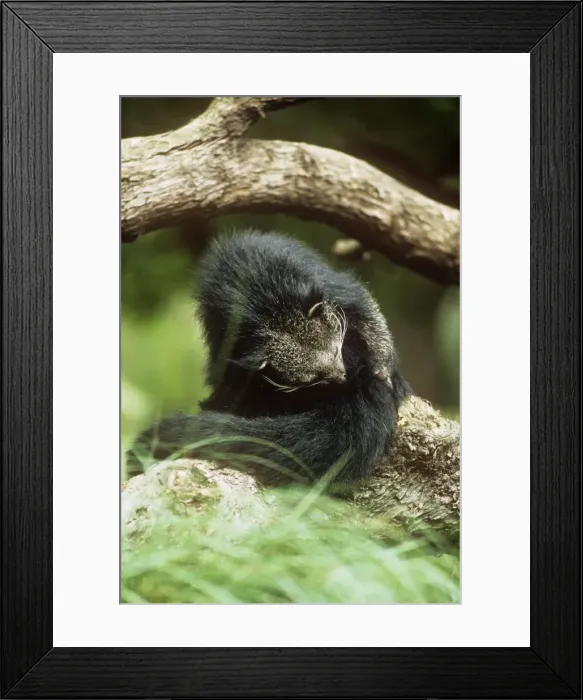 Framed Print : Binturong / Bear Cat - grooming Framed Print : Binturong / Bear Cat - grooming