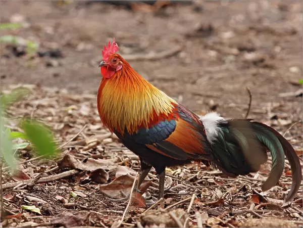 Red Jungle Fowl - male - Corbett National Park - India