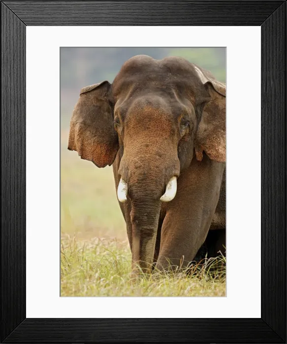 Framed Print : Indian  /  Asian Elephant (Tusker) male - Corbett National Park - India