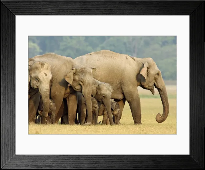 Framed Print : Herd of Indian / Asian Elephants in the grassland - Corbett National Park, India Framed Print : Herd of Indian / Asian Elephants in the grassland - Corbett National Park, India