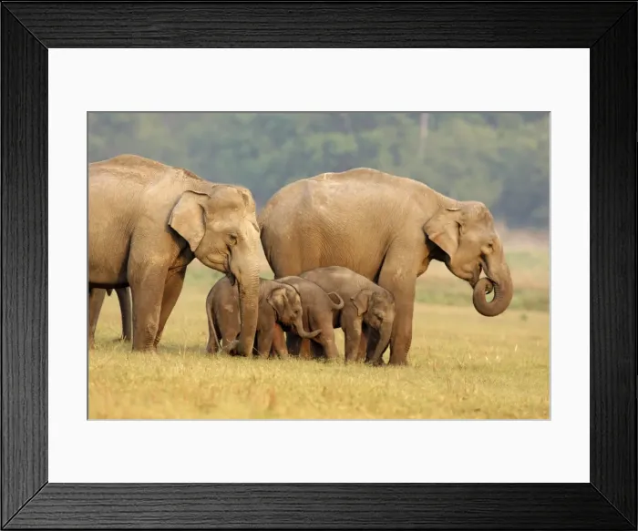 Framed Print : Indian / Asian Elephants & young ones, Corbett National Park, India Framed Print : Indian / Asian Elephants & young ones, Corbett National Park, India