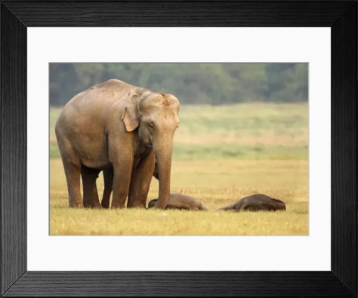 Framed Print : Indian / Asian Elephant guarding the sleeping calves, Corbett National Park, India Framed Print : Indian / Asian Elephant guarding the sleeping calves, Corbett National Park, India