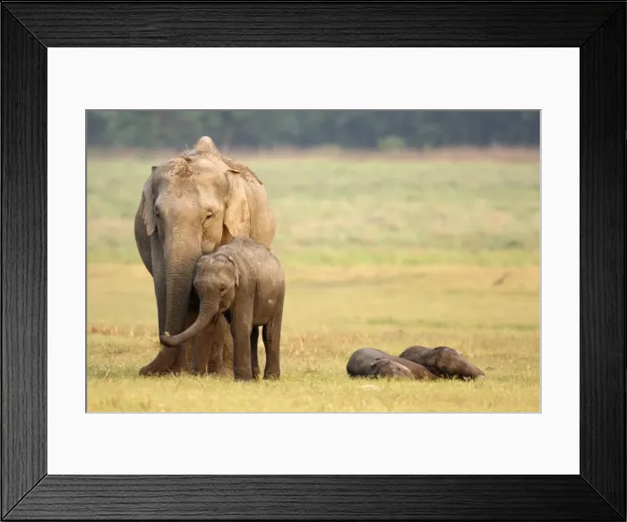 Framed Print : Indian / Asian Elephant & sleeping calves, Corbett National Park, India Framed Print : Indian / Asian Elephant & sleeping calves, Corbett National Park, India