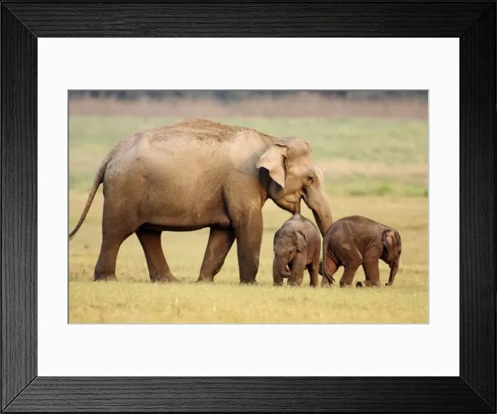 Framed Print : Indian / Asian Elephant & young ones, Corbett National Park, India Framed Print : Indian / Asian Elephant & young ones, Corbett National Park, India