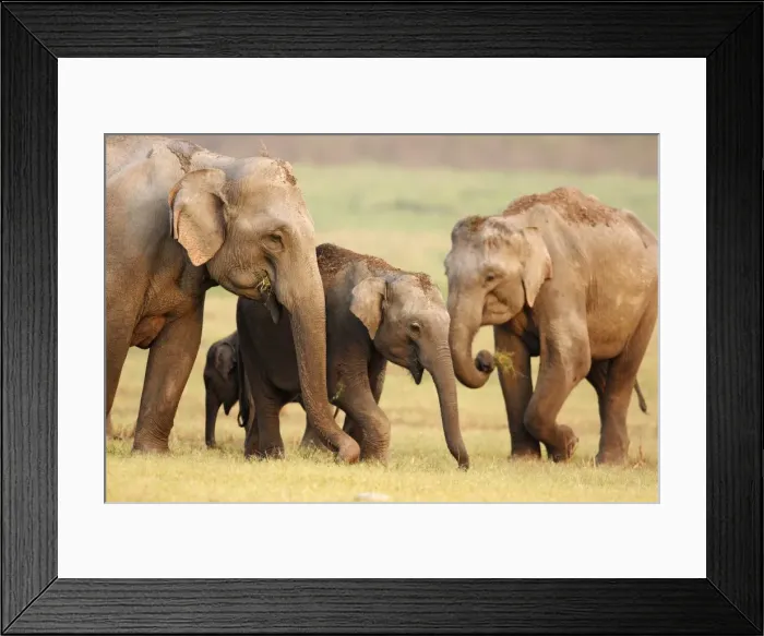 Framed Print : Indian / Asian Elephant family, Corbett National Park, India Framed Print : Indian / Asian Elephant family, Corbett National Park, India
