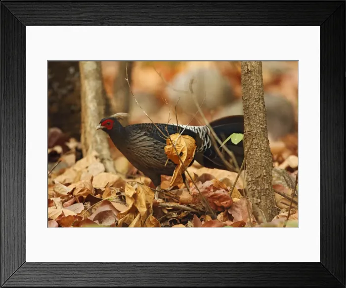Framed Print : Khaleej Pheasant - Corbett National Park, India Framed Print : Khaleej Pheasant - Corbett National Park, India