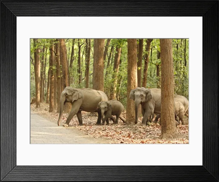 Framed Print : Indian / Asian Elephants coming out of Sal forest, Corbett National Park, India Framed Print : Indian / Asian Elephants coming out of Sal forest, Corbett National Park, India