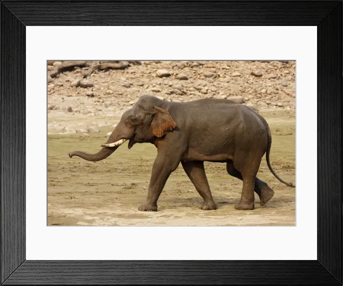 Framed Print : Indian / Asian Elephant communicating, Corbett National Park, India Framed Print : Indian / Asian Elephant communicating, Corbett National Park, India