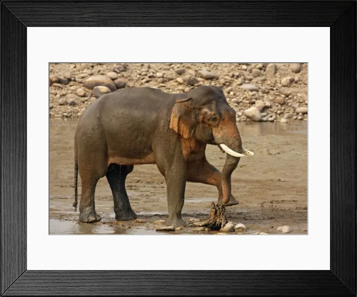 Framed Print : Indian / Asian Elephant performing pedicure, Corbett National Park, India Framed Print : Indian / Asian Elephant performing pedicure, Corbett National Park, India