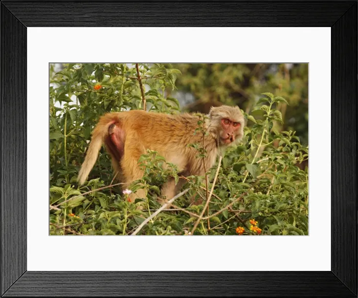 Framed Print : Injured Rhesus Monkey, Corbett National Park, India Framed Print : Injured Rhesus Monkey, Corbett National Park, India