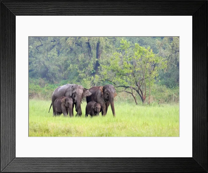 Framed Print : Indian / Asian Elephants in the rain-soaked grassland, Corbett National Park, India Framed Print : Indian / Asian Elephants in the rain-soaked grassland, Corbett National Park, India
