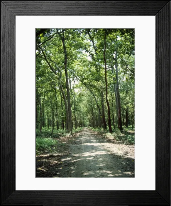 Framed Print : Gal Trees Dudhwa National Park, India Framed Print : Gal Trees Dudhwa National Park, India