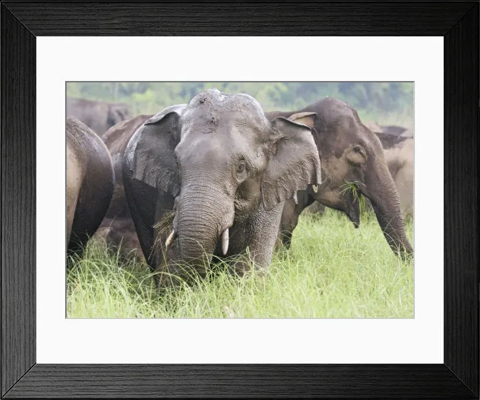 Framed Print : Indian / Asian Elephants after the rain, Corbett National Park, India Framed Print : Indian / Asian Elephants after the rain, Corbett National Park, India