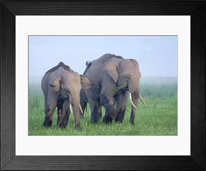 Framed Print : Indian / Asian Elephants feeding at dusk, Corbett National Park, India Framed Print : Indian / Asian Elephants feeding at dusk, Corbett National Park, India