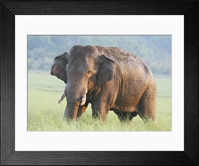 Framed Print : Male Indian / Asian Elephant (Tusker) after the bath, Corbett National Park, India Framed Print : Male Indian / Asian Elephant (Tusker) after the bath, Corbett National Park, India