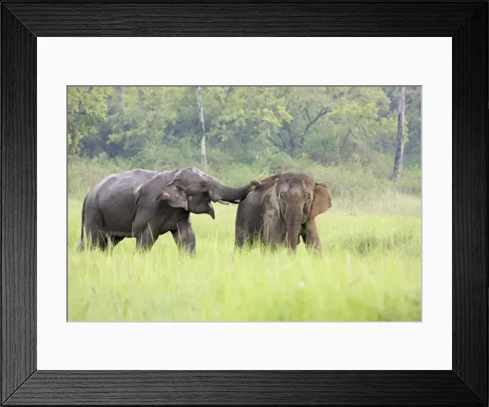 Framed Print : Indian / Asian Elephants courting in the raining season, Corbett National Park, India Framed Print : Indian / Asian Elephants courting in the raining season, Corbett National Park, India