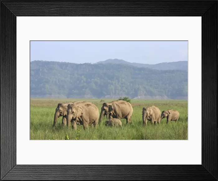 Framed Print : Indian / Asian Elephant herd in the open country, Corbett National Park, India Framed Print : Indian / Asian Elephant herd in the open country, Corbett National Park, India