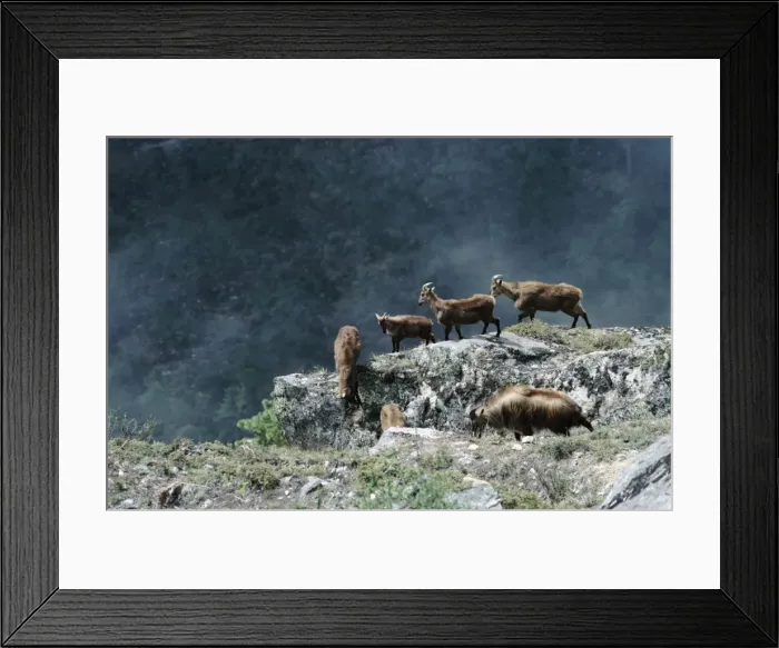 Framed Print : Himalayan Tahr - group on mountain slope Framed Print : Himalayan Tahr - group on mountain slope