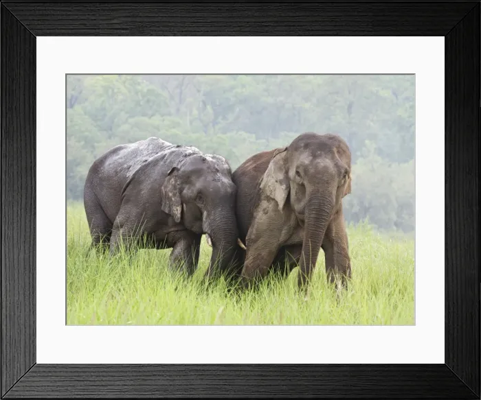 Framed Print : Indian / Asian Elephants courting in the raining season, Corbett National Park, India Framed Print : Indian / Asian Elephants courting in the raining season, Corbett National Park, India