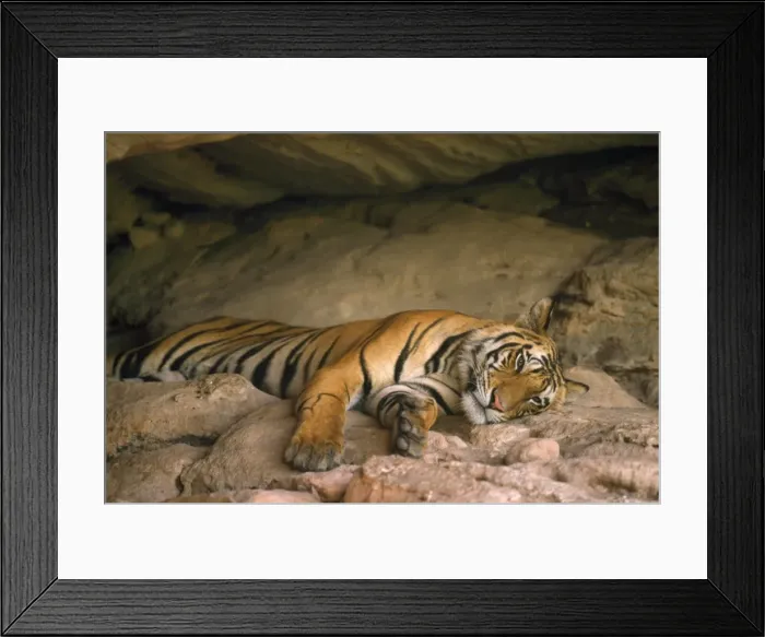 Framed Print : Bengal Tiger - in cave house - Bandhavgarh National Park - Madhya Pradesh - India