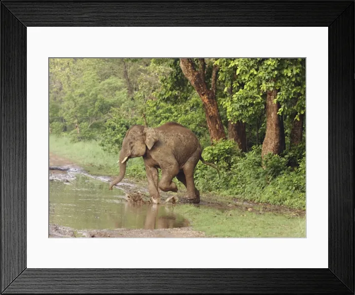 Framed Print : Young Indian / Asian Elephant crossing the track, Corbett National Park, India Framed Print : Young Indian / Asian Elephant crossing the track, Corbett National Park, India