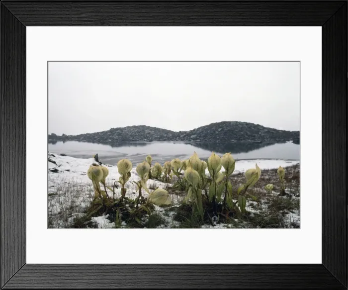 Framed Print : India - Brahm Kamal Flowers. Sacred flower of higher Himalaya, 13, 600ft. Kumaon Himalaya, India Framed Print : India - Brahm Kamal Flowers. Sacred flower of higher Himalaya, 13, 600ft. Kumaon Himalaya, India