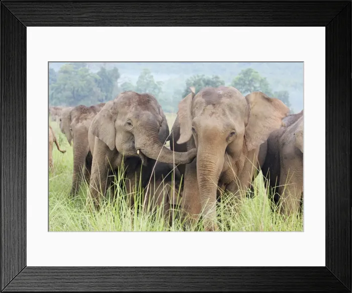 Framed Print : Indian / Asian Elephant sharing an intimate moment, Corbett National Park, India Framed Print : Indian / Asian Elephant sharing an intimate moment, Corbett National Park, India