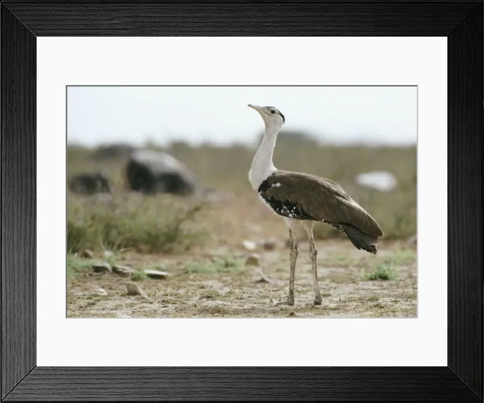 Framed Print : Great Indian Bustard - male Framed Print : Great Indian Bustard - male