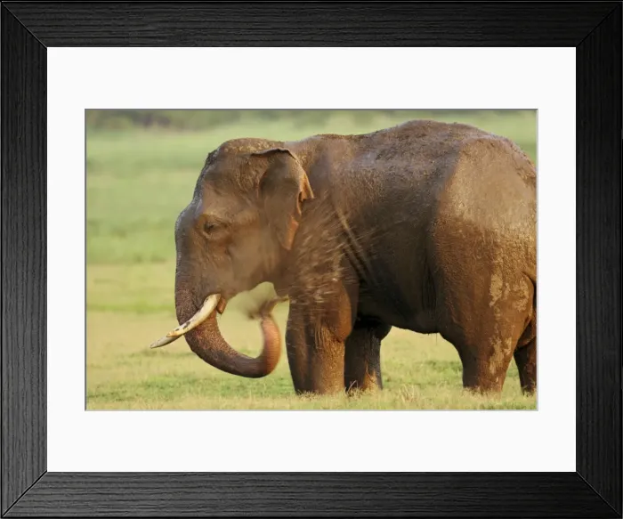 Framed Print : Indian / Asian Elephant enjoying the bath, Corbett National Park, India Framed Print : Indian / Asian Elephant enjoying the bath, Corbett National Park, India