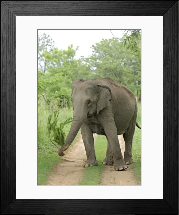 Framed Print : Indian / Asian Elephant at play, Corbett National Park, India Framed Print : Indian / Asian Elephant at play, Corbett National Park, India