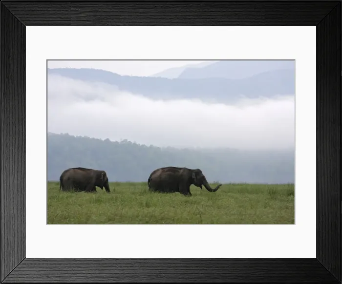 Framed Print : Indian / Asian Elephants at Himalayan foothills, Corbett National Park, India Framed Print : Indian / Asian Elephants at Himalayan foothills, Corbett National Park, India