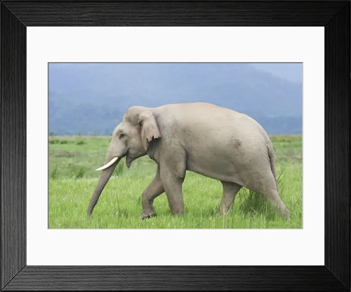 Framed Print : Indian / Asian Elephant in the grassland, Corbett National Park, India Framed Print : Indian / Asian Elephant in the grassland, Corbett National Park, India