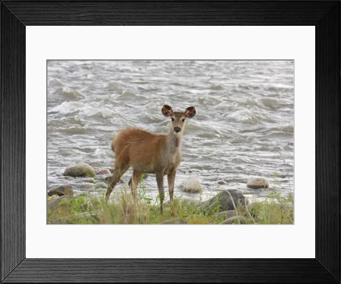 Framed Print : Young Sambar deer, Corbett National Park, India Framed Print : Young Sambar deer, Corbett National Park, India