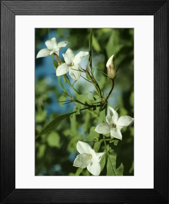 Framed Print : Jasmine Jvg 1408 Jasminium officinale © Joanna Van Gruisen / ARDEA LONDON Framed Print : Jasmine Jvg 1408 Jasminium officinale © Joanna Van Gruisen / ARDEA LONDON