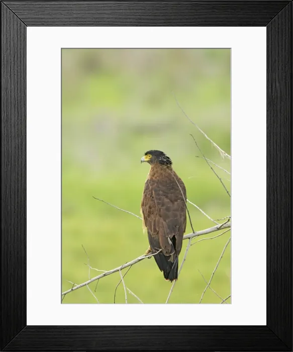 Framed Print : Crested Serpent Eagle - Corbett National Park, India Framed Print : Crested Serpent Eagle - Corbett National Park, India