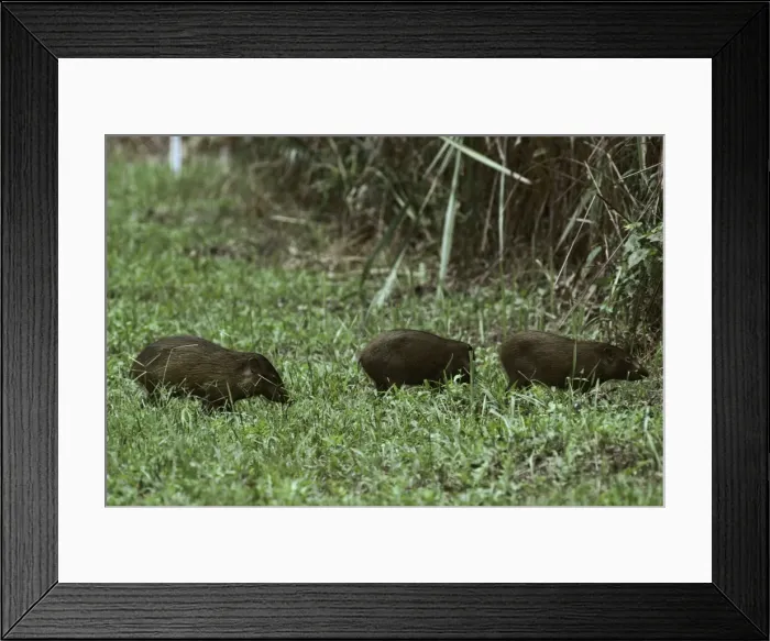 Framed Print : Pygmy Hog - crossing grass clearing Framed Print : Pygmy Hog - crossing grass clearing