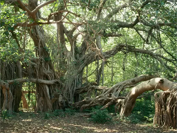 Ancient Banyan Tree - 2nd oldest tree in India. India