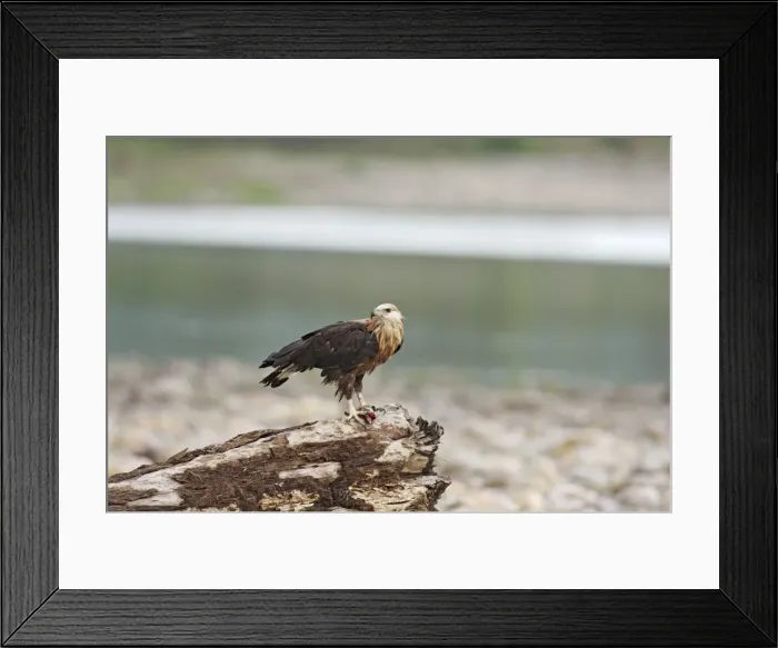 Framed Print : Pallas Fishing Eagle with fish, Corbett National Park, India Framed Print : Pallas Fishing Eagle with fish, Corbett National Park, India