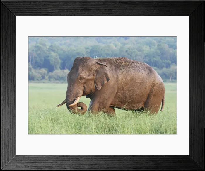 Framed Print : Male Indian / Asian Elephant (Tusker) after the bath, Corbett National Park, India Framed Print : Male Indian / Asian Elephant (Tusker) after the bath, Corbett National Park, India