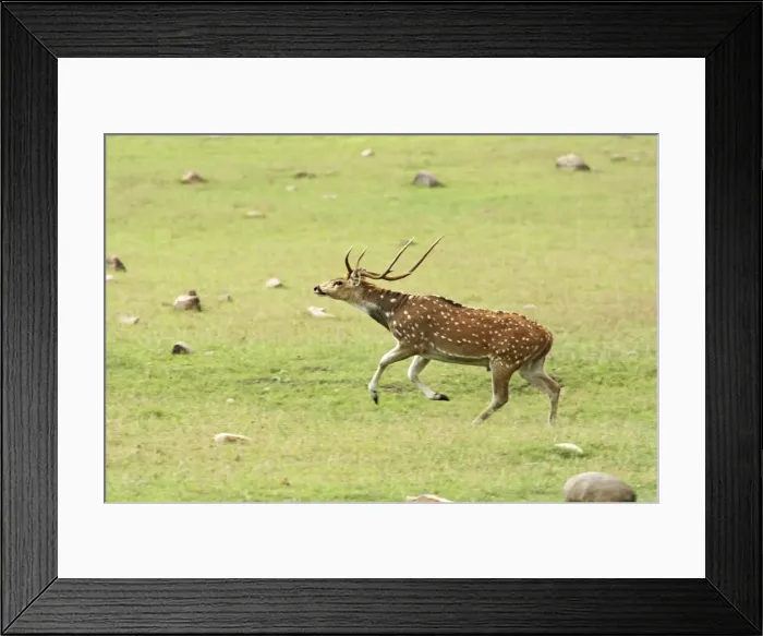 Framed Print : Leaping Chital stag, Corbett National Park, India Framed Print : Leaping Chital stag, Corbett National Park, India