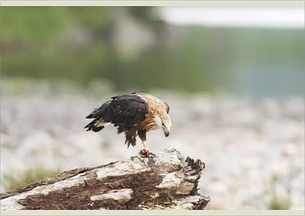 Pallas Fishing Eagle with fish - Corbett National Park, India