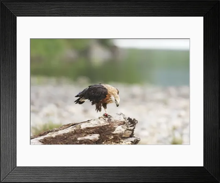 Framed Print : Pallas Fishing Eagle with fish - Corbett National Park, India Framed Print : Pallas Fishing Eagle with fish - Corbett National Park, India