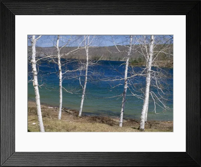 Framed Print : White Birch Tree - growing in forest situation in springtime. Massachusetts, USA