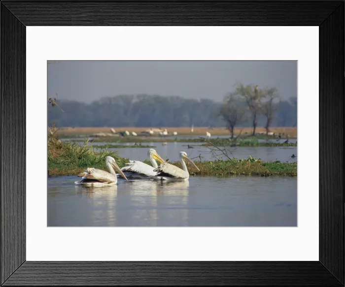Framed Print : Spot-billed Pelican - on water Framed Print : Spot-billed Pelican - on water