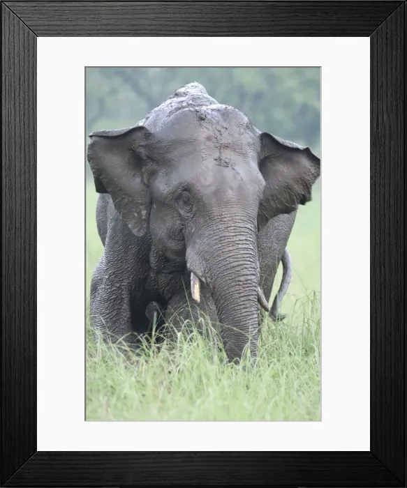 Framed Print : Indian / Asian Elephant after the rain, Corbett National Park, India Framed Print : Indian / Asian Elephant after the rain, Corbett National Park, India